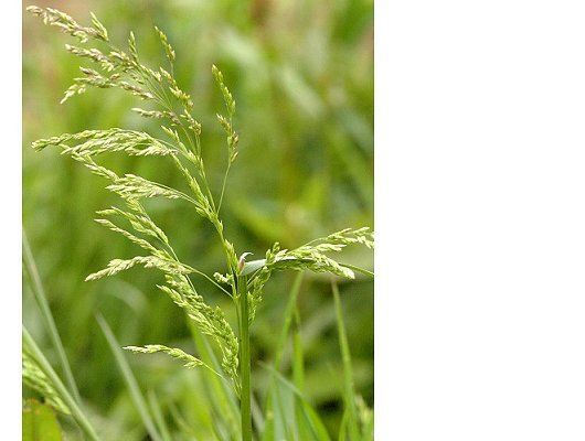 Poa compressa L.